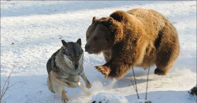 Чёрный юмор, который почему-то еще не запретили в России