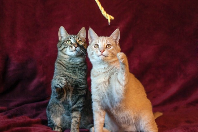 Котики