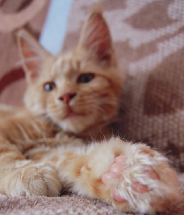 Котофеев пост