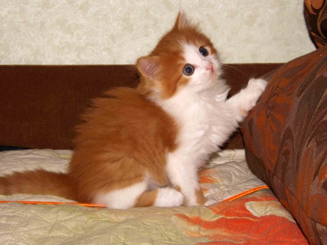 Ну, с котовторником!