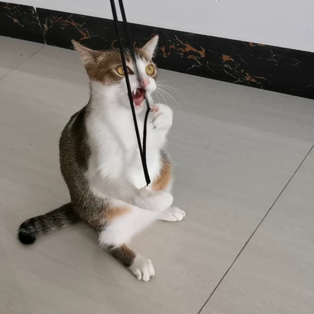 Эти забавные животные