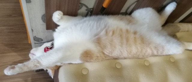 Котаны со странностями
