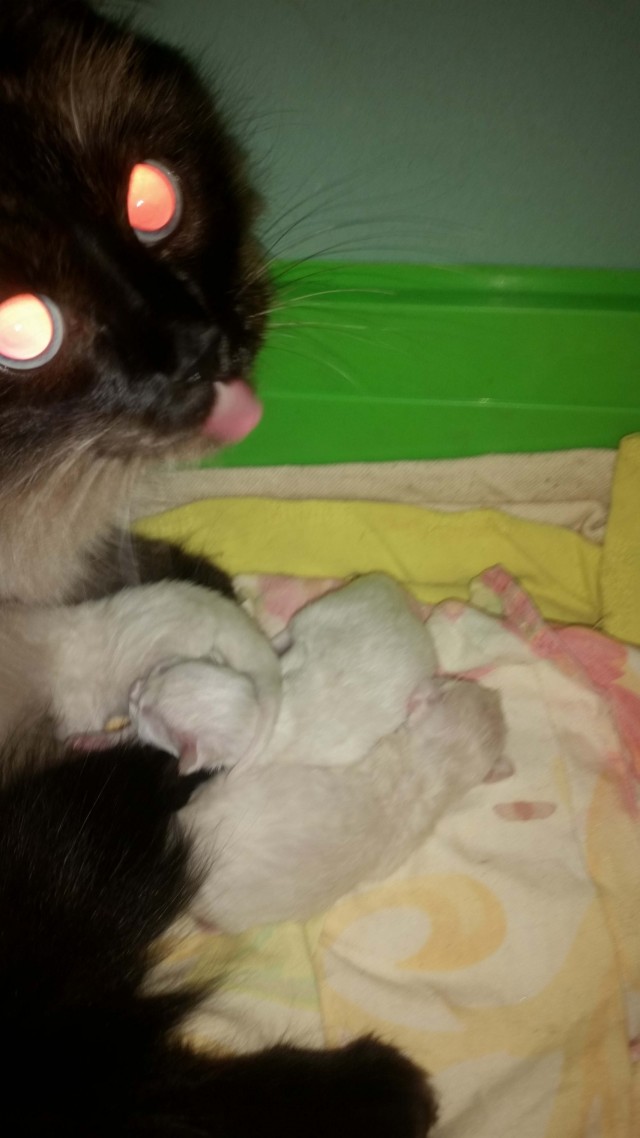 Котовторник. Пополнение семейства