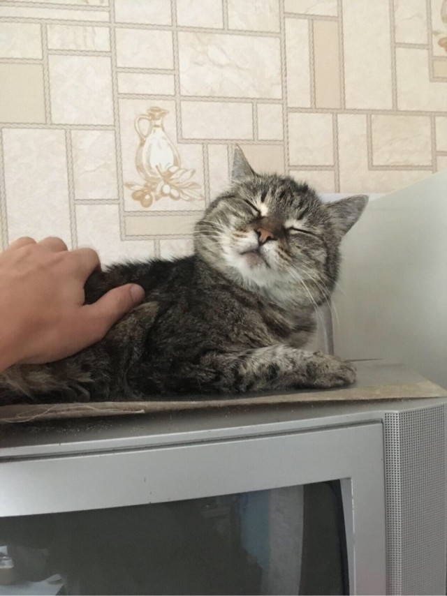Котовторник. Добавляйте своих