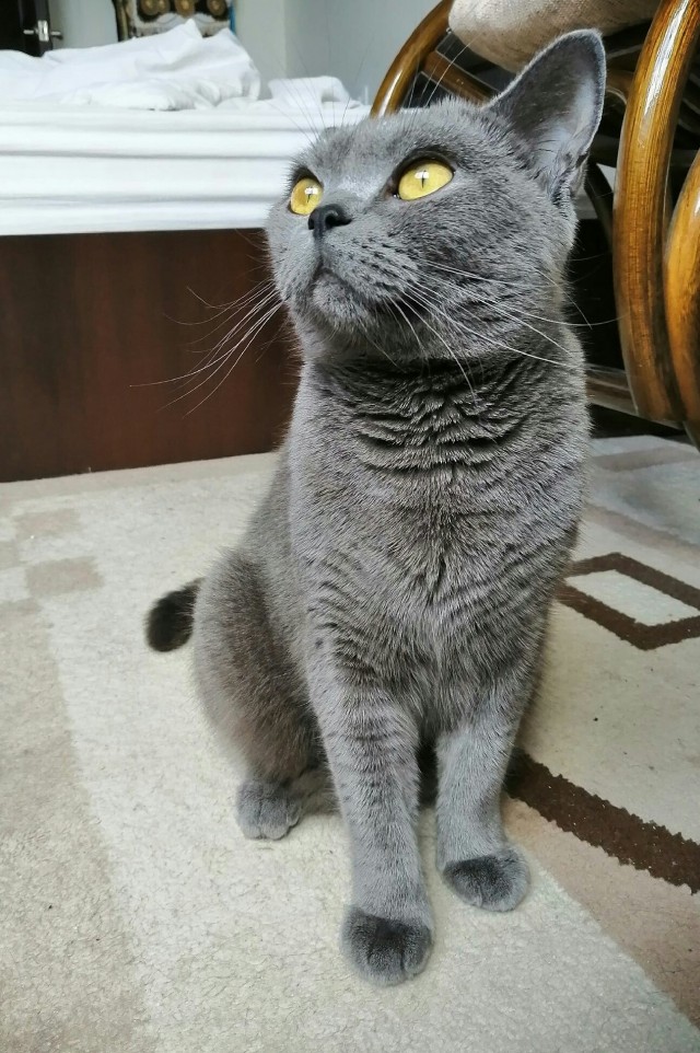 Котовторник. Добавляйте своих