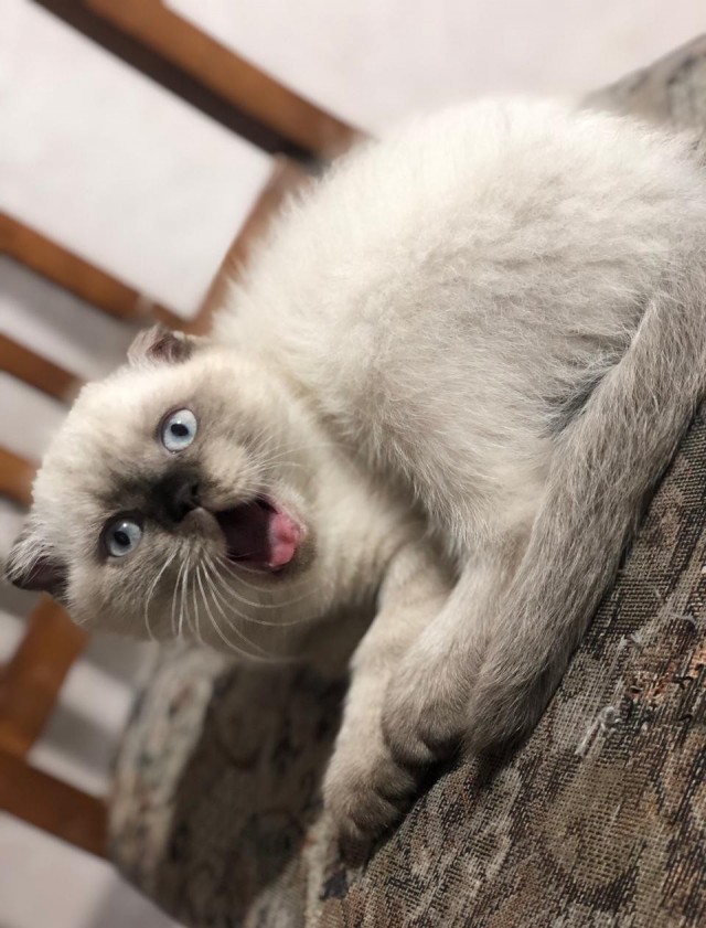Котовторник!