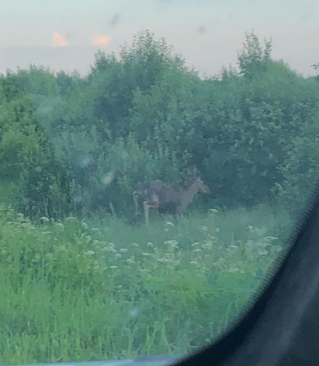 Про баб