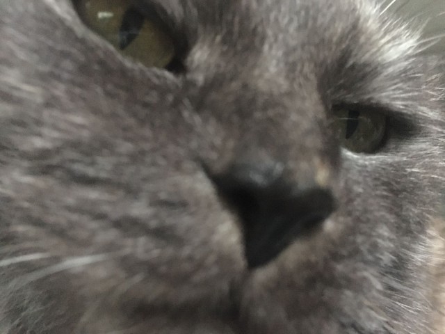 Последний котовторник лета