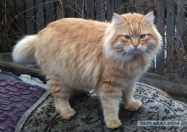Мой самый первый КОТовторник!