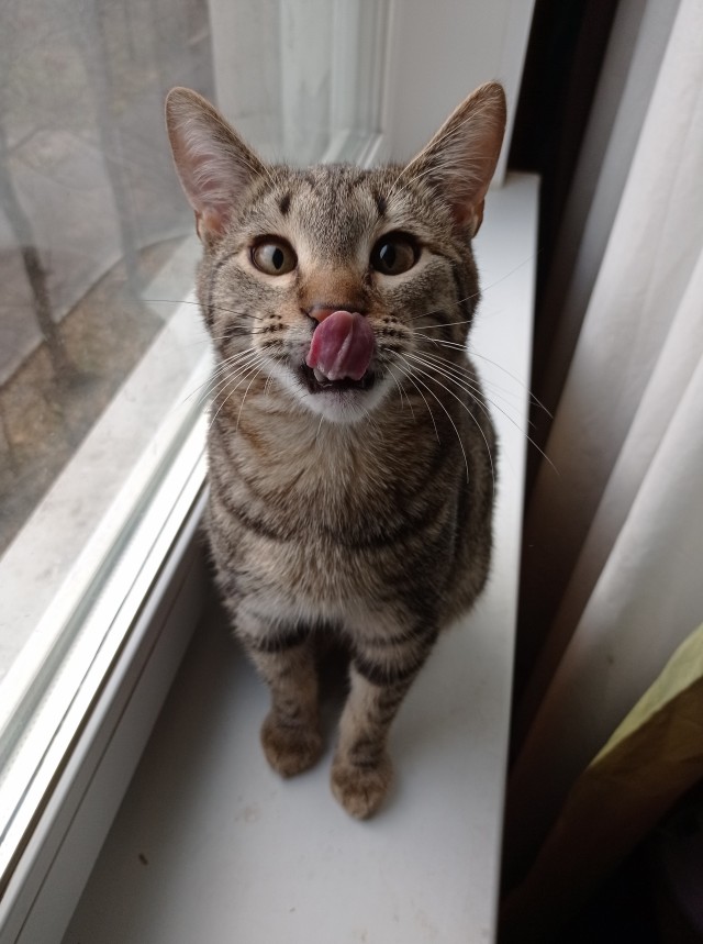 Котовторнику быть