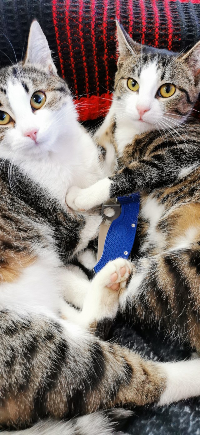 МИРУ - МИР ! Котикам - котовторник !