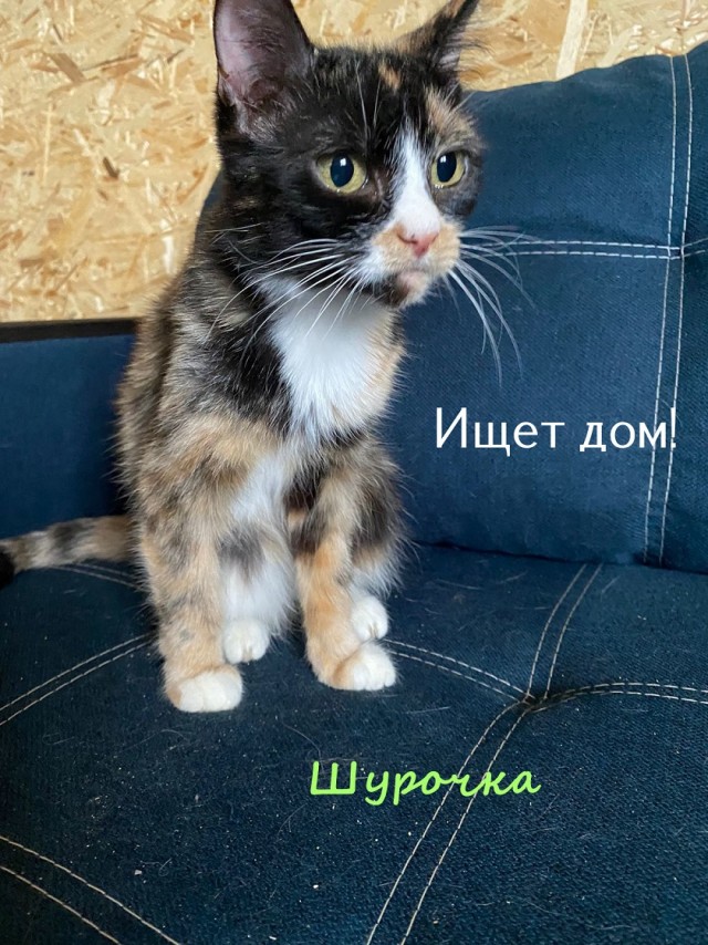 Жизнь домашнего приюта "Котоленд" 325