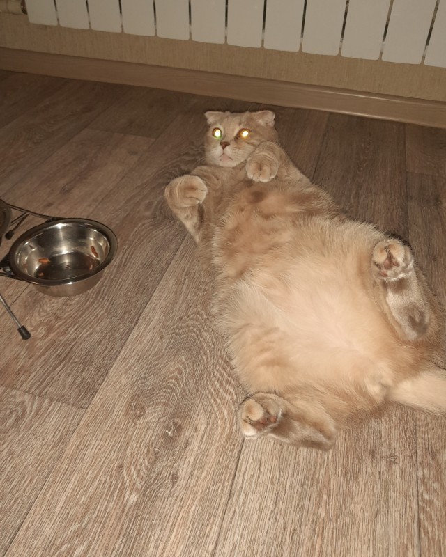 А что это мы котовторник не начинаем? Время пришло!