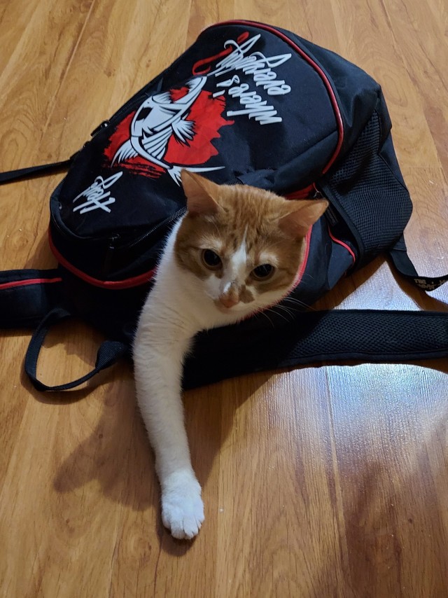 Коты. Филя, Пуся, Вася