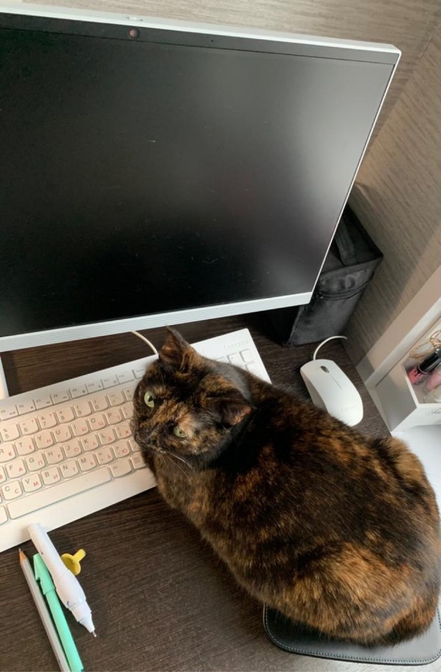 Котовторник 07.06.2022
