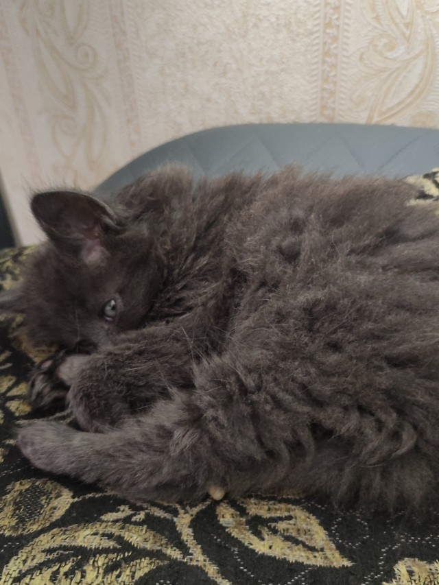 Спасение кота