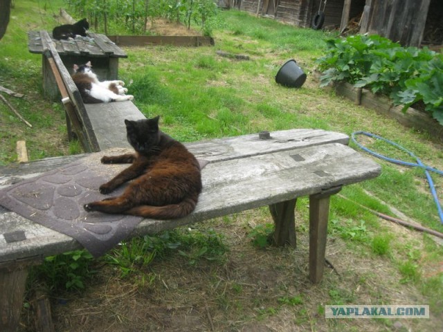 Жизнь домашнего приюта для котеек 402