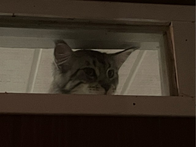 "Скатина"