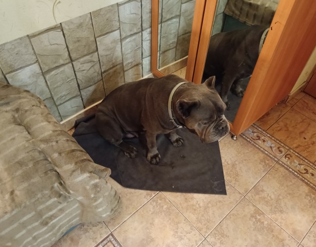 Кошка