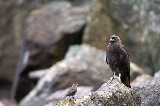 Северный ледовитый океан