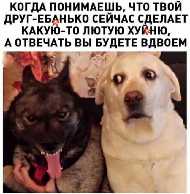 - Я один тут адекватный