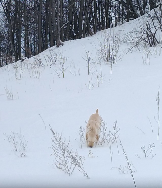 Ну чё, погнали наши городских!