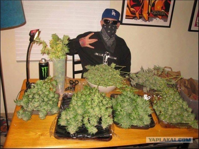 Шмальни и ты!