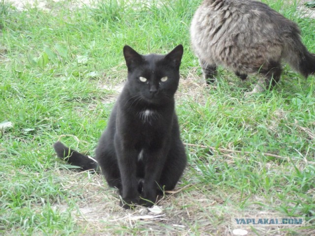 Котята просят есть