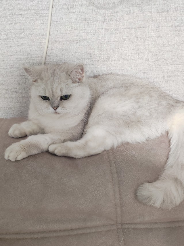 Кошачьи выкрутасы