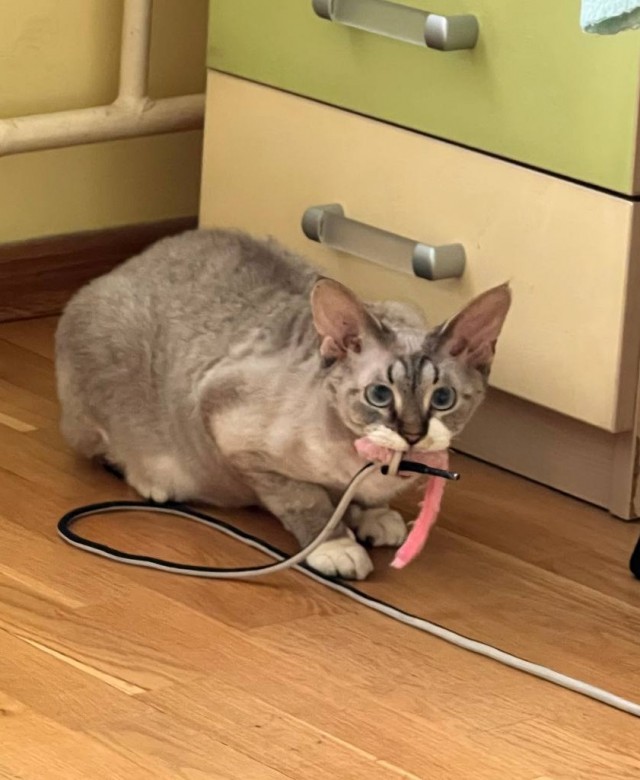 Как отучить кота будить меня по ночам?