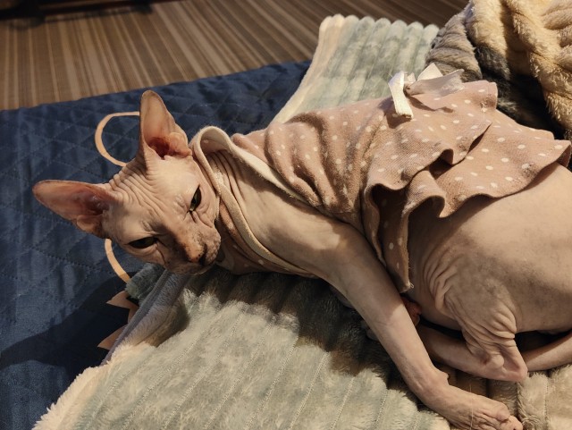— А она что? А ты ей что? Ну ты даёшь, дорогая!
