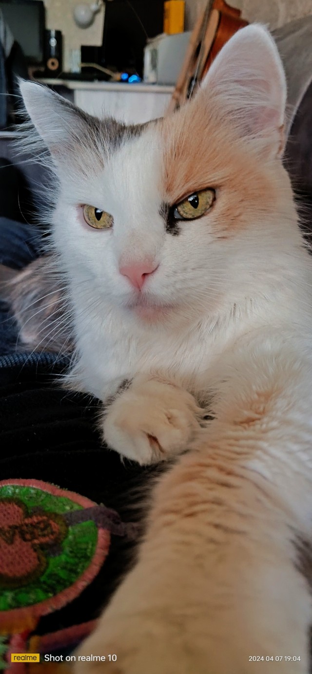 Котовторник 09.04.24