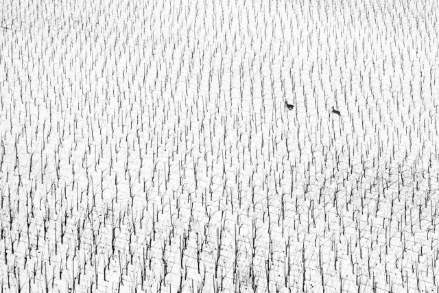 Объявлены победители конкурса World Nature Photography Awards 2025