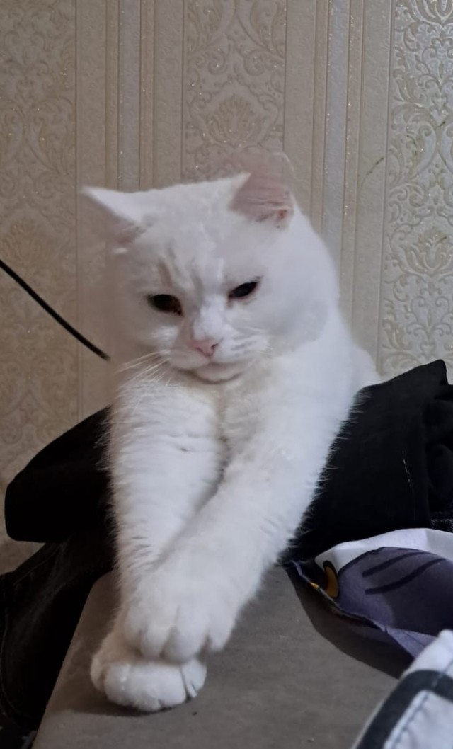 Коты, которые смирились со своей участью