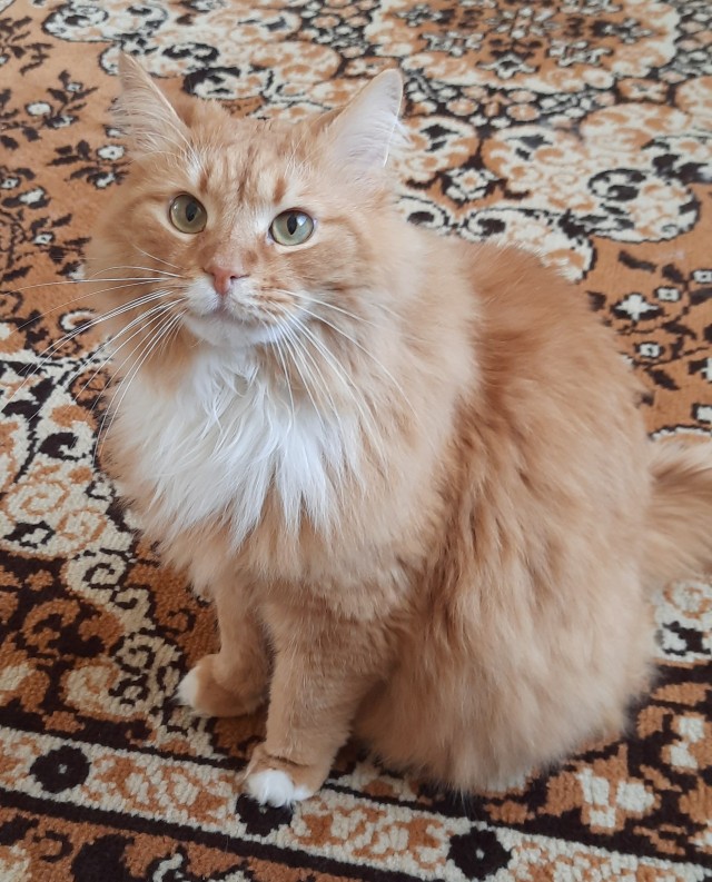 Это что, котовторник?