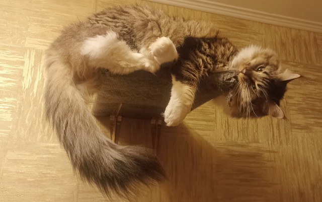 Котовторник