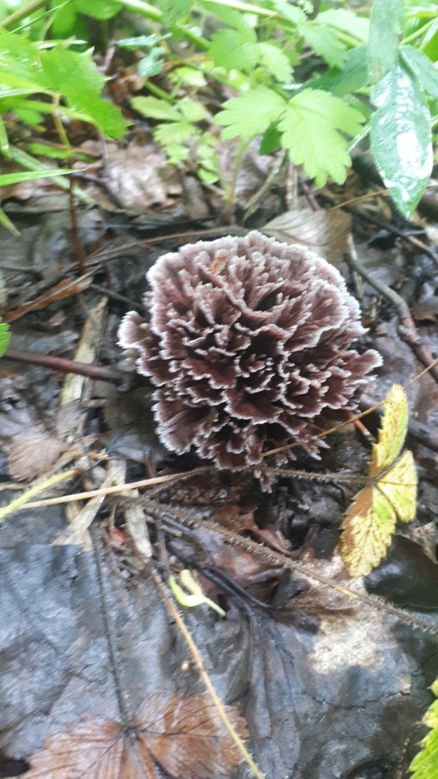 Грибное похождение