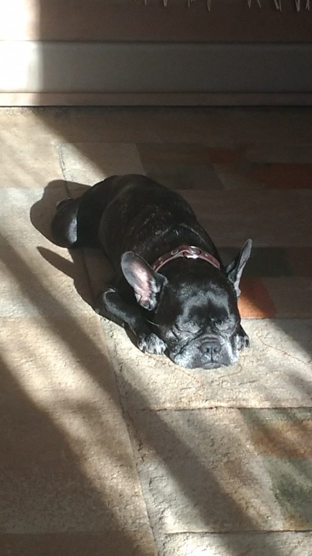 О братьях наших меньших