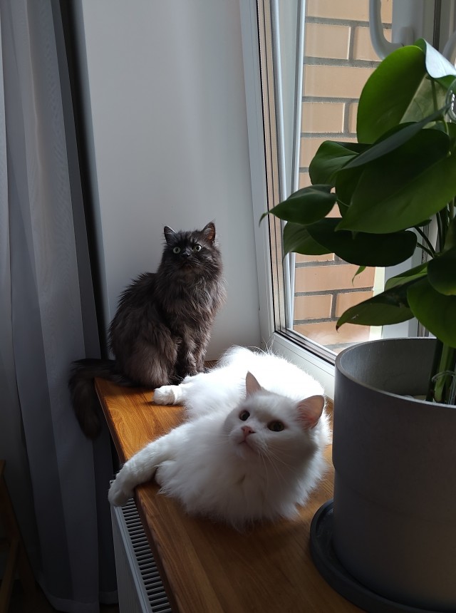 С котовторником!