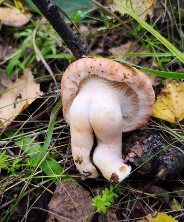 Клуб говорунов (литературный)