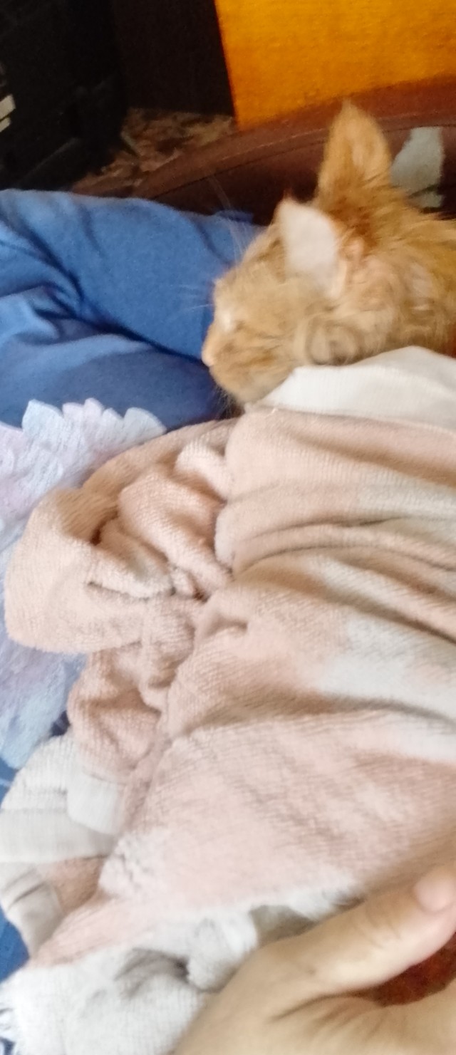 Котик с помойки