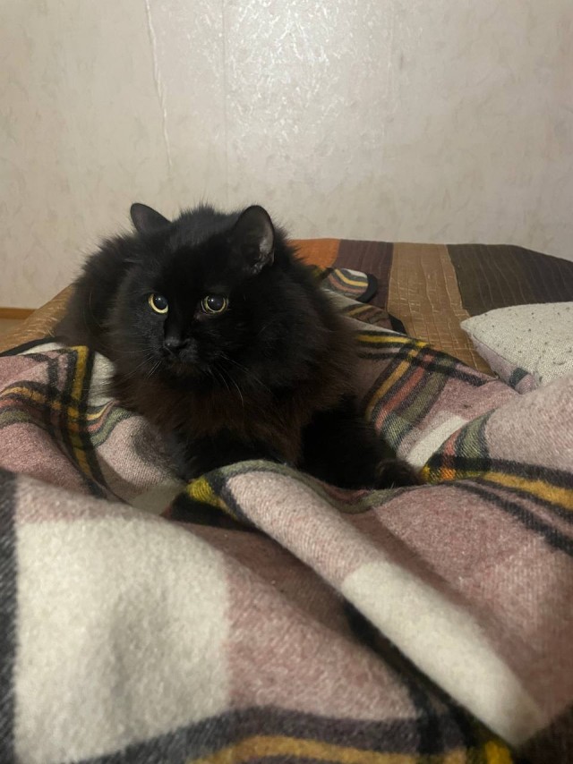Чёрный котовторник