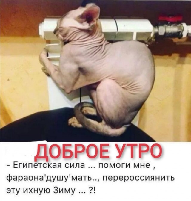 Это что за покемон?!