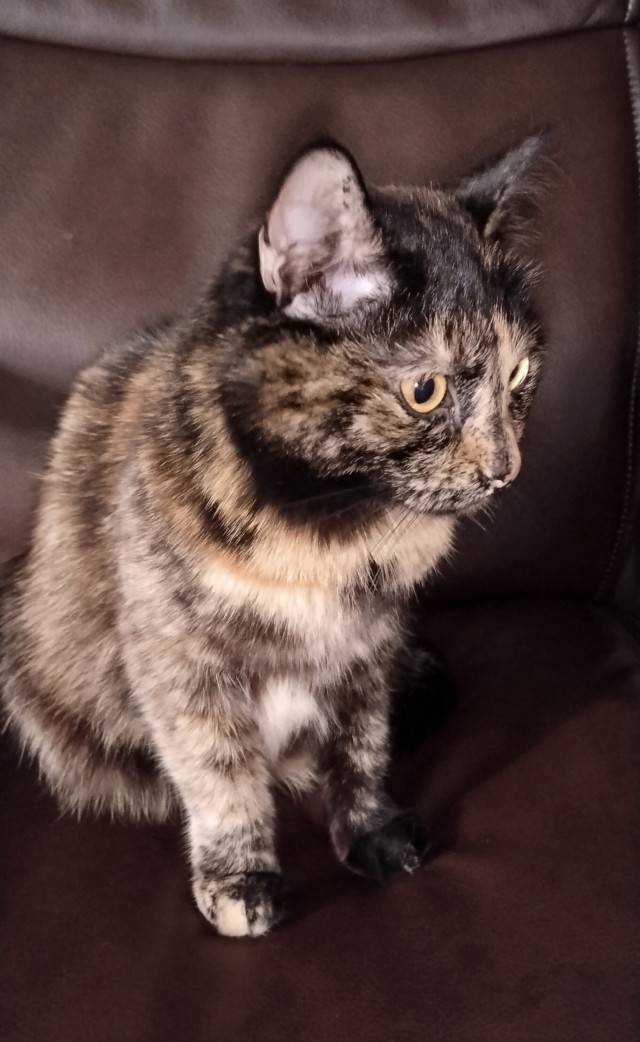 Сегодня праздник у кошки
