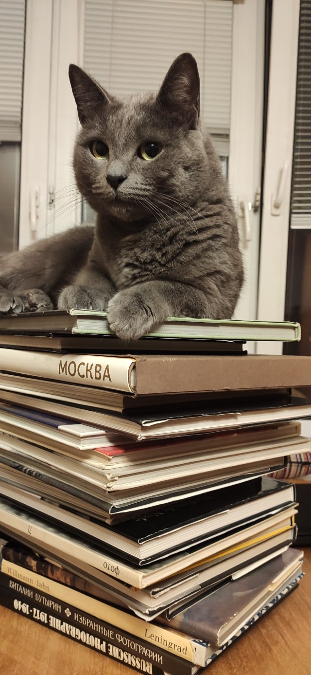 Говорят, у котов 9 жизней