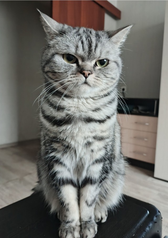 Принимайте в ряды вислоухих
