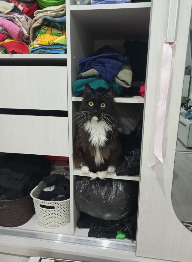 Котовторник. Зифи