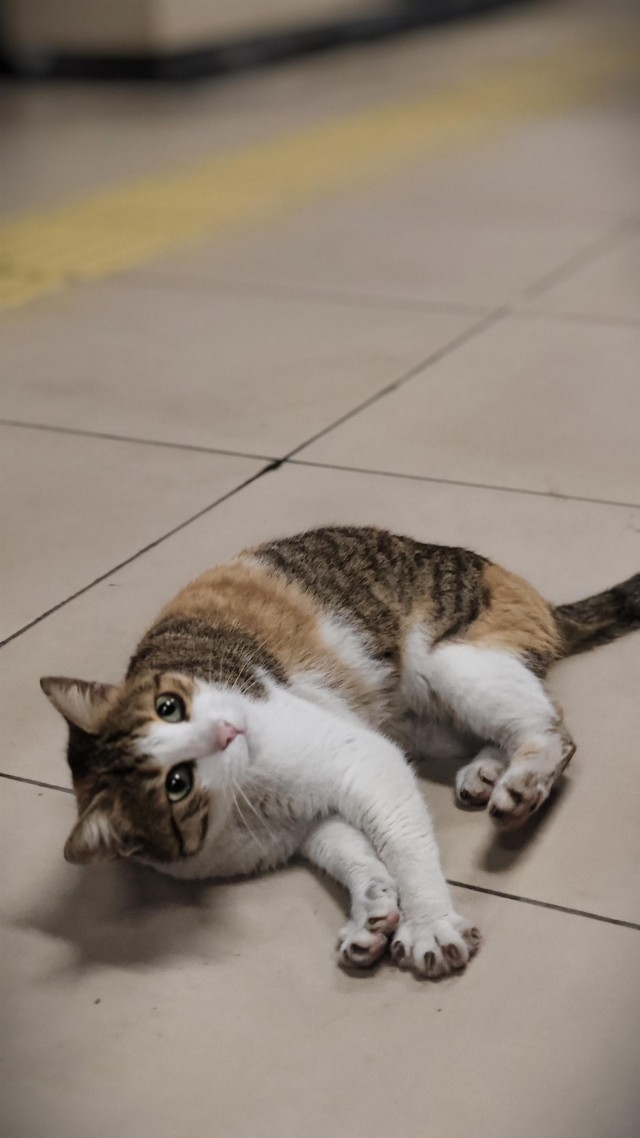 Уличные кошки Стамбула