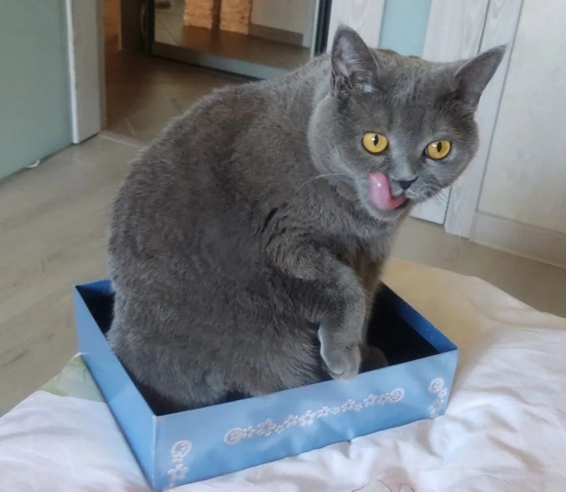 Котовторнику - Быть