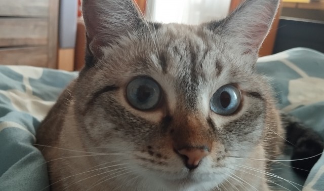 Котовторник же